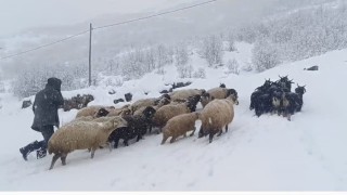 Muşta kar yağışı çiftçilerin hayatını olumsuz etkiledi