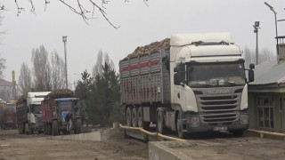 Muşta şeker pancarı kampanyasında rekor
