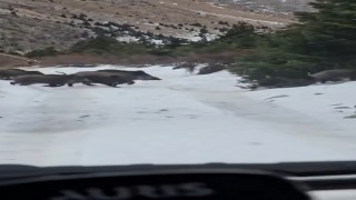 Niğdede yaban domuzu sürüsü görüntülendi
