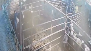 Öfkeli boğa sahibine acımadı