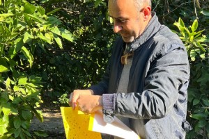 Osmaniye'de Akdeniz Meyve Sineği ile Mücadele Sürüyor