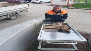 Otomobilin çarptığı köpeği belediye çalışanları kurtardı