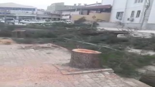 Parkta Kesilen Ağaçlarla İlgili Belediye Açıklama Yaptı