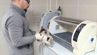 Rizede dereden kedi kurtarma operasyonu