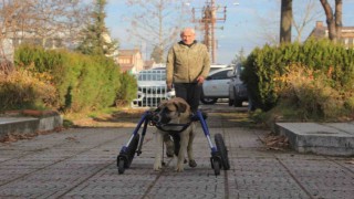 Sakat kalan köpeğini yürüteç ile hayata bağladı
