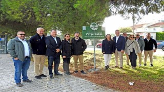 Sakız Ağacım Çeşme projesiyle sakız ağacı sayısı hızla artıyor