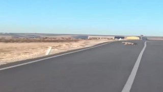 Şanlıurfada Anadolu sırtlanı ile yaralı çakal görüldü