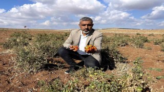 Şanlıurfanın kıraç arazilerinde yetişen bej domates koruma altına alınıyor