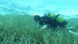 Saros ve Göcekte deniz çayırları ve mercan habitatlarının korunması çalışmaları devam ediyor