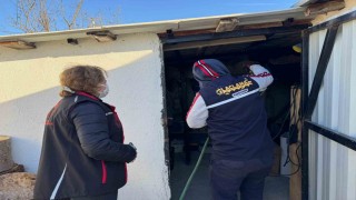 Serdivanda kahverengi kokarca ile etkili mücadele