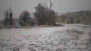 Sert kış şartlarında mücadele veren yaralı yaban domuzu ve kurtlar kamerada