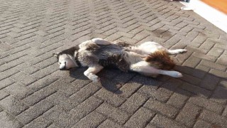 Sevimli köpeğin güneş sefası görenleri gülümsetti
