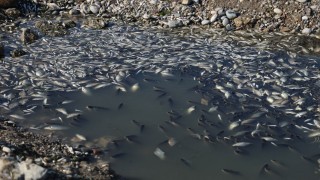 Seyhan Nehri’ne Can Suyu Bırakıldı