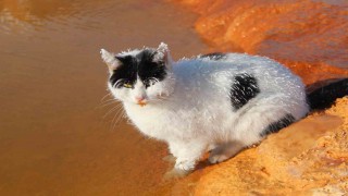 Sibirya soğuğunda adeta donan kedi termal su kenarında ısınmaya çalıştı