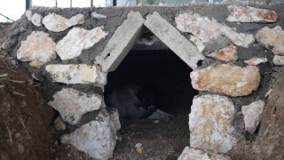 Sokak hayvanlarına doğal yaşam alanı yapıldı