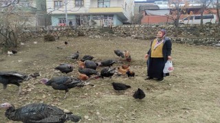 Sokak köpekleri 60 yaşındaki kadının beslediği hindileri telef etti