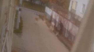 Sokak köpeklerinin saldırısında kendini ceketiyle korudu