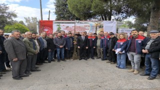 Sultanhisarda 6 bin kestane fidanı dağıtıldı