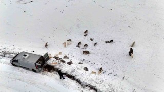 Suriyeden dönen balıklar hayvanlara yem oldu