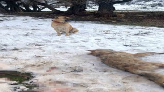 Sürüye saldıran kurdu çoban köpekleri telef etti