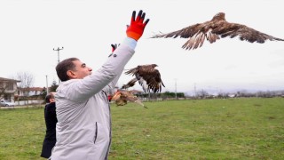 Tedavileri tamamlanan Kızıl Şahinler doğaya salındı