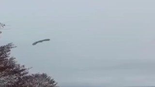 Tedavisi tamamlanan kuşlar yeniden kanat çırptı