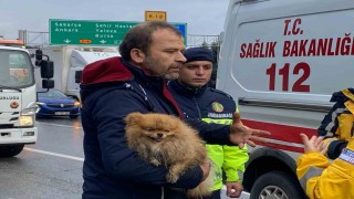 TEMde cip istinat duvarına çarptı: Köpeğini bir an olsun bırakmadı