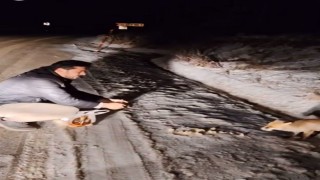 Tilkiyi eliyle besledi, o anları kayda aldı