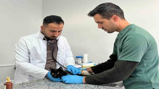 Tüfekle vurulan kedi tedavi altına alındı