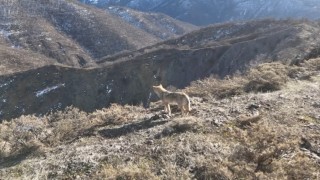 Tunceli Munzur Vadisinde yiyecek arayan kurt dron ile görüntülendi
