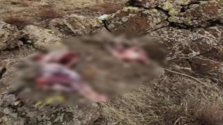 Tuncelide koruma altındaki 2 yaban keçisini avlayanlara 1 milyon 300 bin lira para cezası