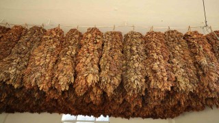 Tütün üreticisinin fiyat beklentisi 450 TL