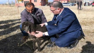 Vanda koyunculuk projesi başarıyla devam ediyor