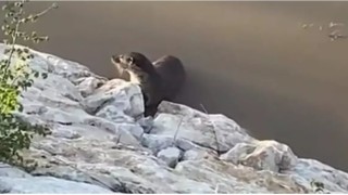 Vanda su samurları görüntülendi
