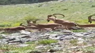 Yaban keçileri kendilerini görüntüleyen vatandaşın kamerasına poz verdi