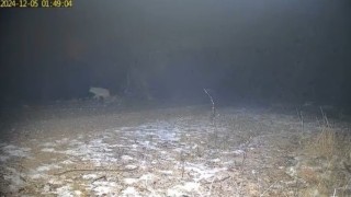 Yabani hayvanların zorlu kış şartlarındaki yaşam mücadelesi kamerada