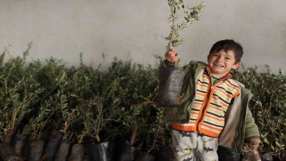 Yangında zarar gören üreticilere zeytin fidanı dağıtıldı