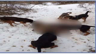 Yaralı domuza av köpekleriyle işkence yapan avcıların yaptıkları cezasız kalmadı