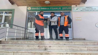 Yaralı şahin doğa koruma ekiplerine teslim edildi