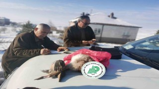 Yasa dışı ava suçüstü