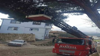 Yayladağında ağaçta mahsur kalan kediyi itfaiye kurtardı