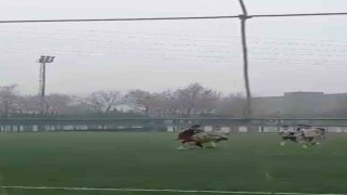 Yeşil saha yerini ringe bıraktı