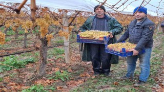 Yılbaşı üzümleri yola çıktı