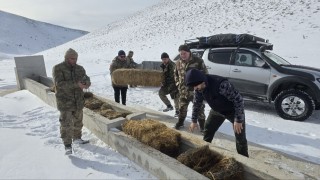 Yılkı atları için karla kaplı Akdağa saman taşıdılar