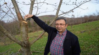 Yıllardır süren araştırma: 500 bitkiden sadece 35i sağlam kaldı