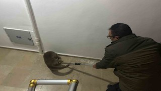 Yolunu kaybeden su samuru apartmana girdi