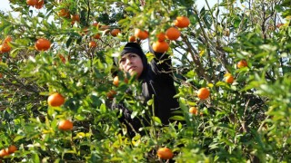 2024 ve 2025in en mutlusu mandalina ve portakal çiftçisi olabilir