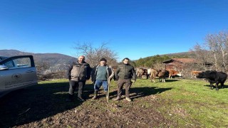 4 gündür kayıp olan büyükbaş hayvanlar dronla bulundu