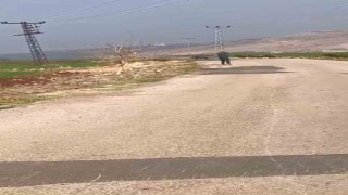 Acemi avcı domuz sürüsünde hedefi tutturamayınca arkadaşı dalga geçti