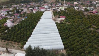 Adanada mahallede 400 metrekareyle başlayan seracılık 30 dönüme ulaştı